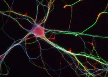 Alzheimer : de nouveaux neurones pour faire face à la maladie